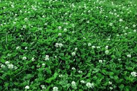 CLOVER-MICRO CLOVER 1#