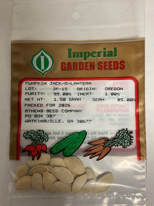 JACK O' LANTERN PUMPKIN 1.5 GR