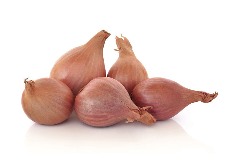 VEGETABLE ROOT