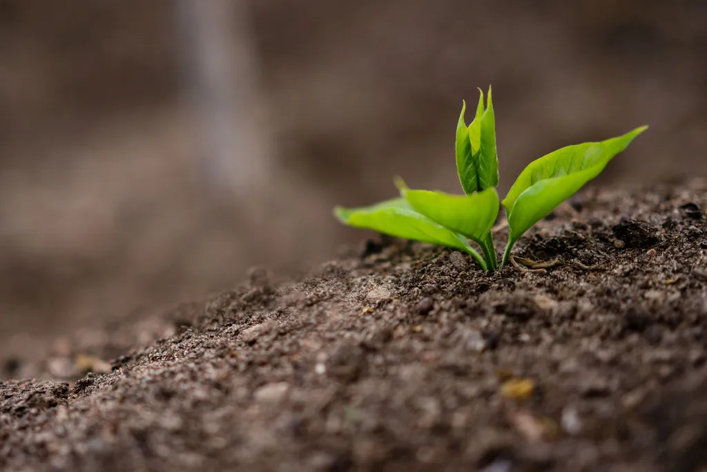 Fertilizer and Soil Amendments