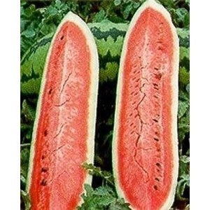 JUBILEE WATERMELON 1#