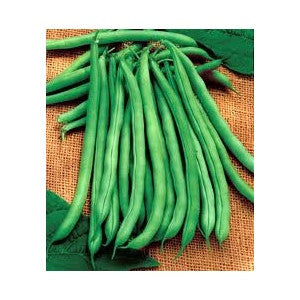 BLUE LAKE BUSH BEAN 1#