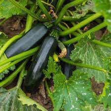 BLK BEAUTY ZUCCHINI SQUASH 1.5