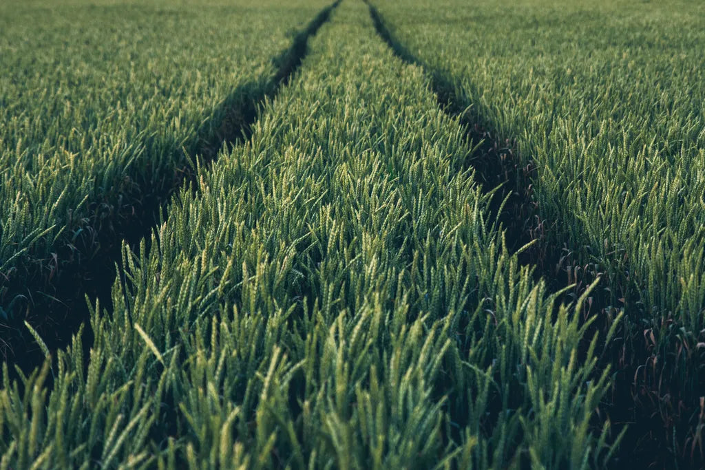 Grass Seed