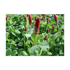 CLOVER-MEDIUM RED 50#