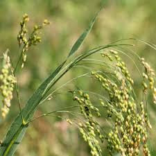 DOVE PROSO MILLET 50#