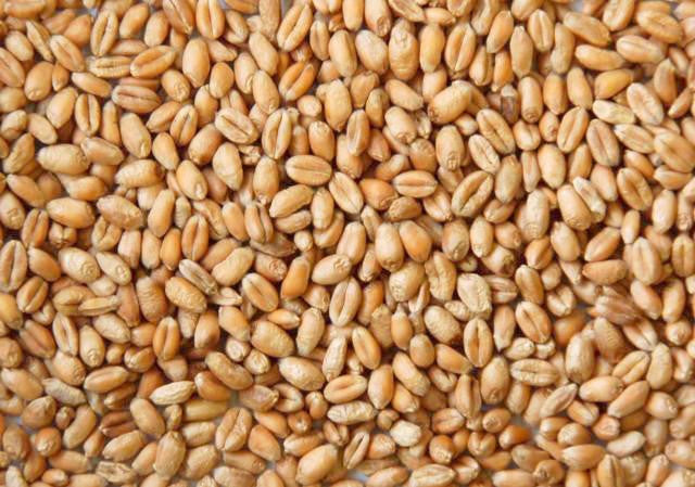 WHEAT AGS 4043