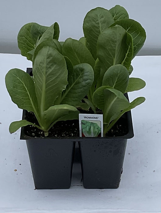 FROGGY BOTTOMS 6 PACK VEGGIE
