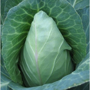 EARLY JERSEY CABBAGE 1#