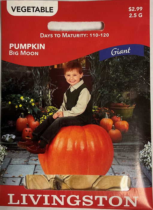 BIG MOON PUMPKIN 2.5G