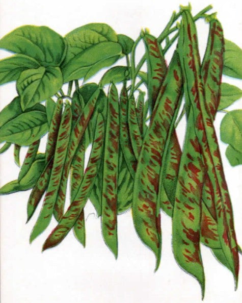 RATTLESNAKE POLE BEAN 1#