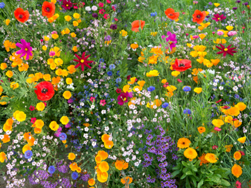 WILDFLOWER MIX SOUTHEAST 5#