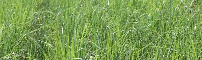 MISCELANEOUS GRASS SEED