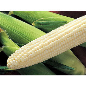 SILVER QUEEN SWEET CORN 5#