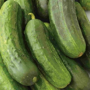 NATIONAL PICKLING CUCUMBER 1#