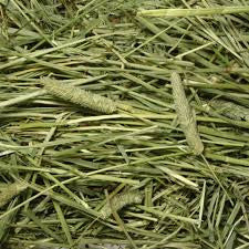 BLUE MOUNTAIN TIMOTHY HAY 50#