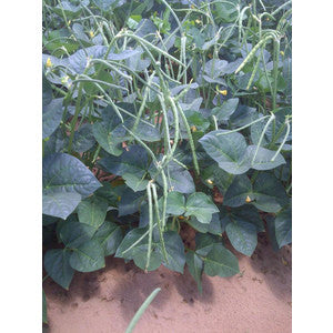TOPPICK CREAM PEAS 50#