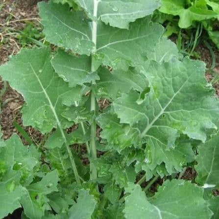 KALE DWARF SIBERIAN 50#