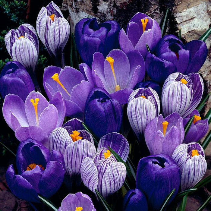 CROCUS BLUE MOON MIXTURE