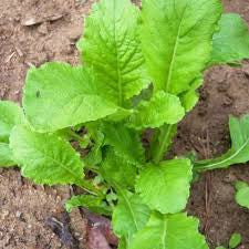 SEVEN TOP TURNIP 1/4#