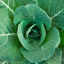 MORRIS HEADING COLLARD 5#