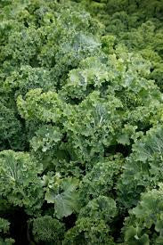 DWARF SIBERIAN KALE 5#