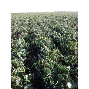 CALIFORNIA BLACKEYE PEA 5#