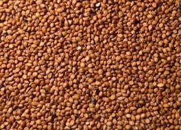 ASC-FEED MILO/FEED SORGHUM 50#