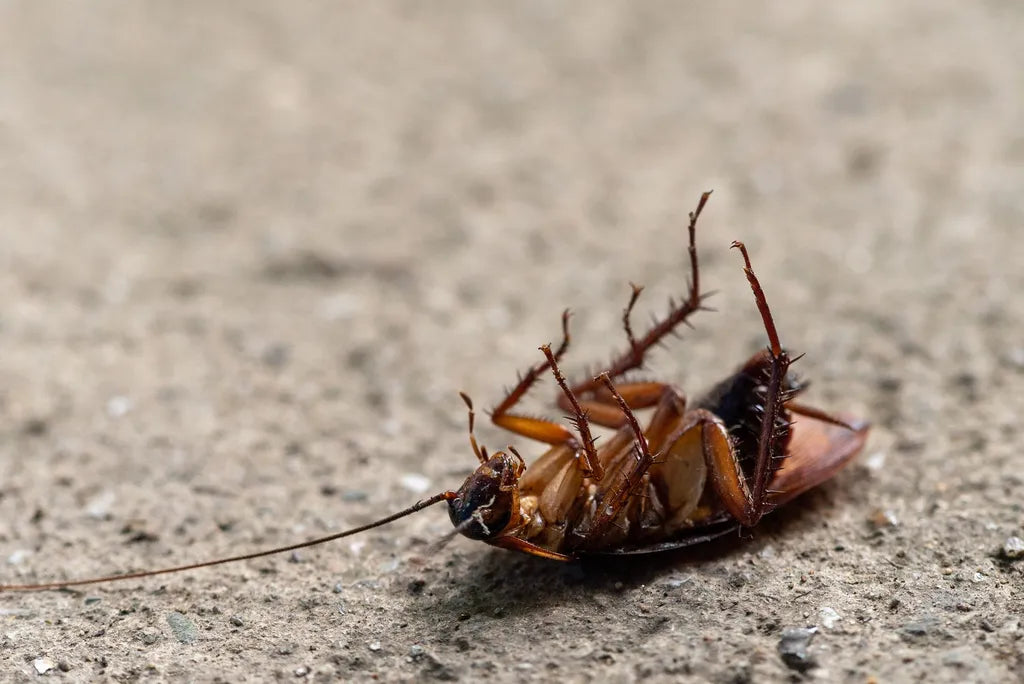 Pest Control