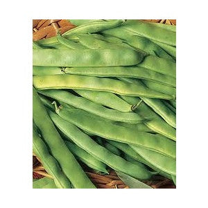 ROMA II BUSH BEAN 1#