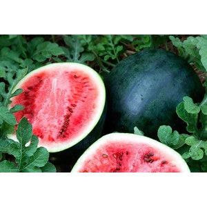 SUGAR BABY WATERMELON 1#