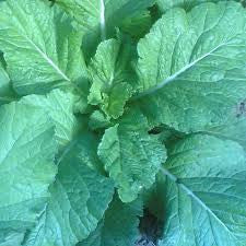 TENDERGREEN MUSTARD 1#