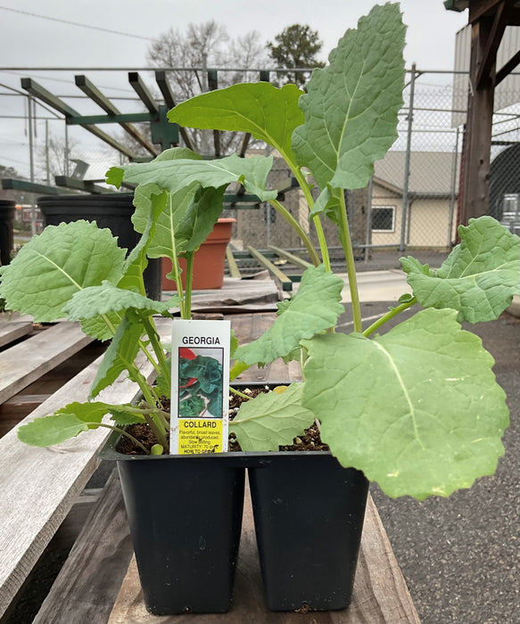 GEORGIA COLLARDS 1/4#