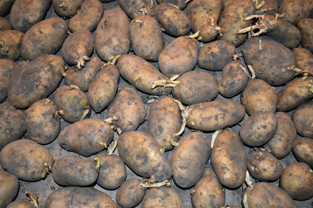 POTATO-WHITE KENNEBEC 50#