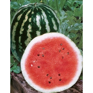 CRIMSON SWEET WATERMELON 1#