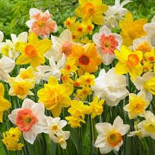 NARCISSUS ALL IN 1 MIXTURE