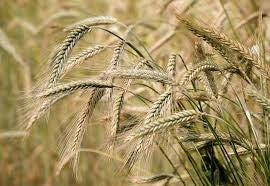 SECRETARIAT BARLEY 48#
