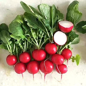 CHERRY BELLE RADISH 1#