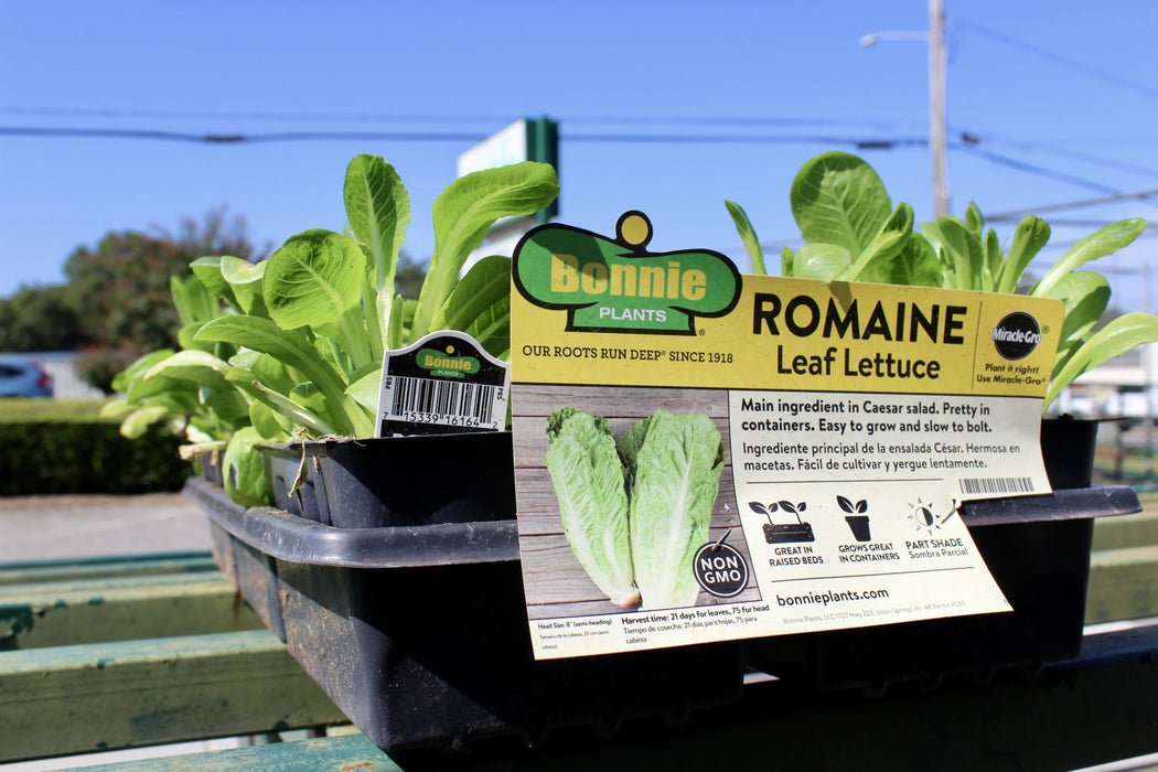 PARRIS I ROMAINE LETTUCE 1#