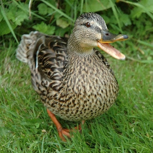 RF-ORGANIC DUCK LAYER 50#