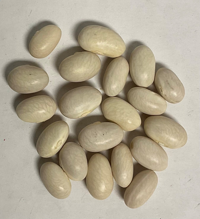 ROMA II BUSH BEAN 5#