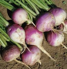 PURPLE TOP TURNIP .25 OZ