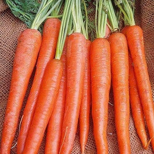 IMPERIAL CARROT