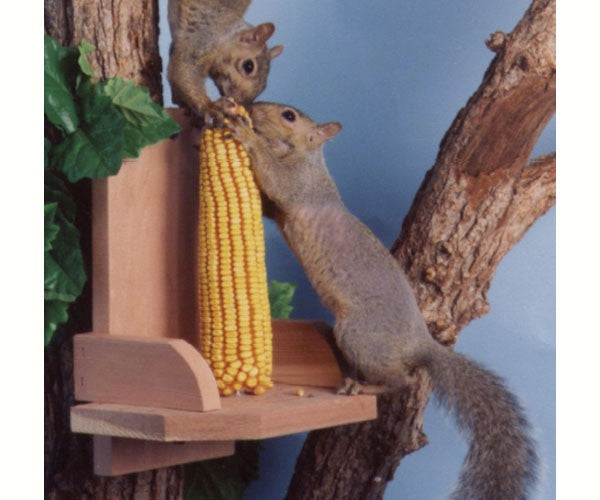 SONGBIRD SQUIRREL PLATFORM FE