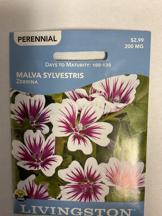 MALVA SYLVESTRIS ZEBRINA