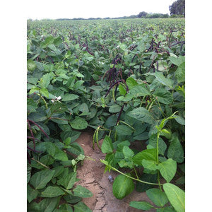 IMPERIAL COWPEA
