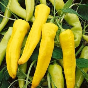 SWEET BANANA PEPPER .125 GRAM