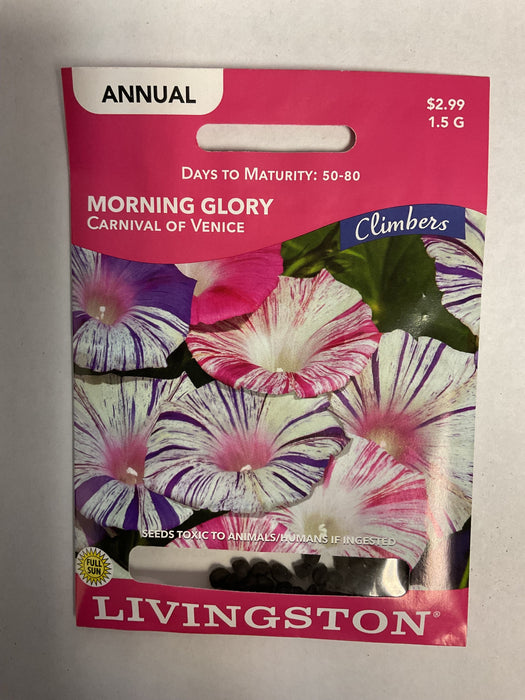 MORNING GLORY CARNIVAL VENICE