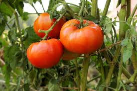 BETTER BOY TOMATO .125