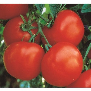 MARGLOBE TOMATO .125 GRAM